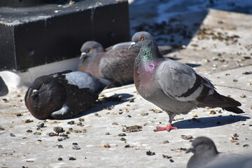 pigeons in the city
