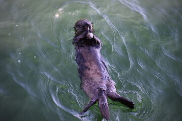 otter in the water