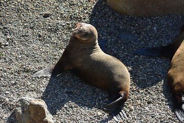 island sea lion