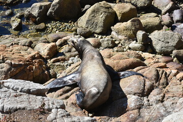 seal on the beach