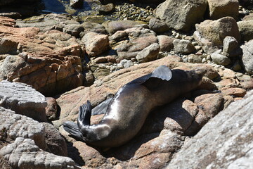 island sea lion