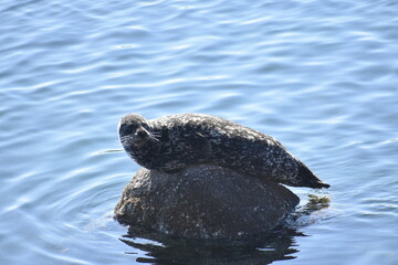 sea lion swimming