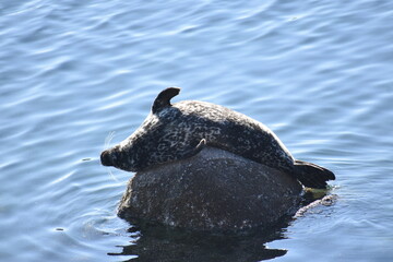 lounging seal