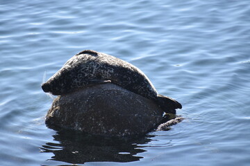 sea lion in the sea