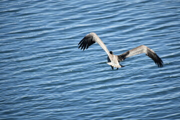 pelican in flight