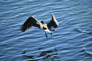 pelican in flight