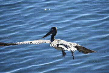 pelican in flight