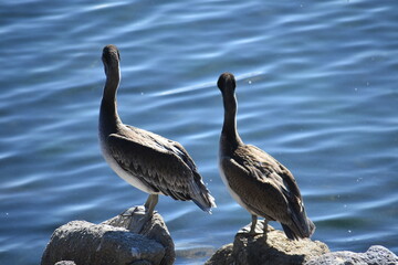 pelicans on the beach