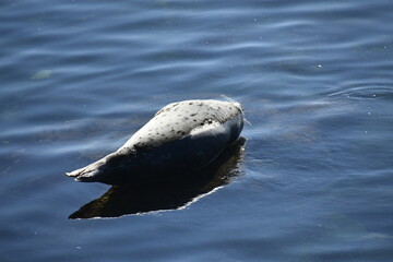 sleeping sea lion