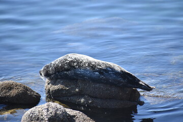 seal on the rocks
