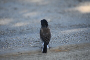 blackbird in the snow