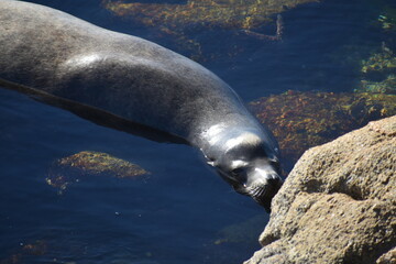 island sea lion