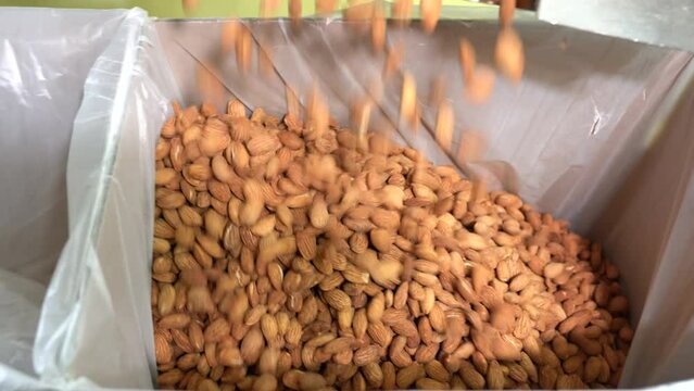 Almond processing factory. Almonds on the production line at a factory that processes and packs dry almonds in Istanbul Turkey. 4K Video shooting.