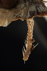sardine can packaged with black background