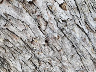 old wood texture