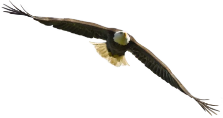 Muurstickers Bald Eagle © luis sandoval