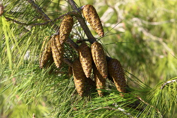 Cones on the branches of a Lebanese cedar in a city park in northern Israel.