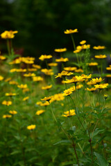 真夏のルドベキア