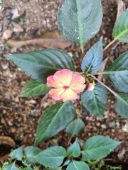 pink and yellow flowers