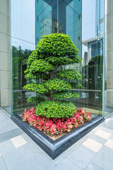 decorative bonsai and window wall system