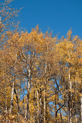 autumn in the forest