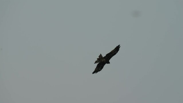 Eagle flying on the sky