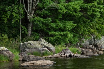 Fototapeta na wymiar Rocks and tree roots along lake shoreline