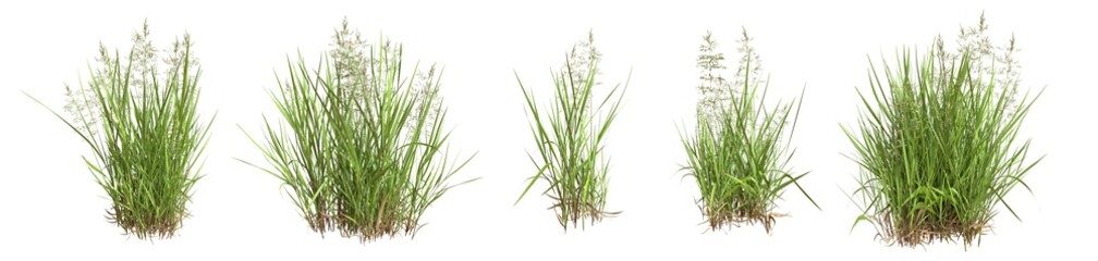 Set of grass bushes isolated. Creeping Bentgrass. Agrostis stolonifera. 3D illustration