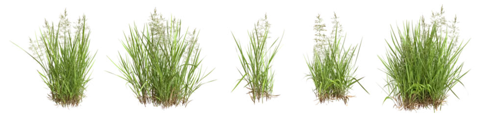 Foto op Aluminium Set of grass bushes isolated. Creeping Bentgrass. Agrostis stolonifera. 3D illustration © Sasha Strekoza