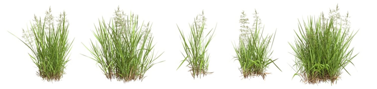 Set of grass bushes isolated on white. Creeping Bentgrass. Agrostis stolonifera. 3D illustration