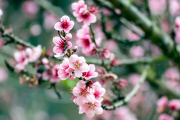 peach blossom