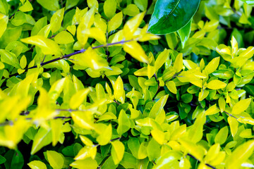 green leaves background, natural texture