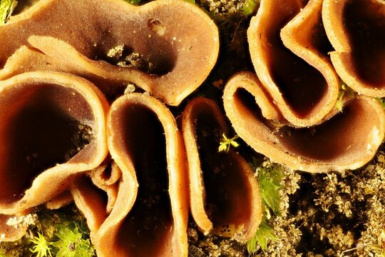 Super-macro view of Bay Cup fungi (Peziza badia) in sandy soil, South Australia