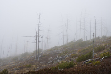 Autumn misty landscape. Dead forest on a mountain slope. Dry larch trees and dwarf pines in the fog. Consequence of a forest fire. Low clouds and fog in the mountains. Foggy weather. Northern nature.