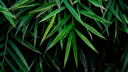 Obraz na płótnie Canvas Abstract and dark tone of dense green bamboo leaves. For nature background.