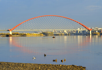 Fototapeta na wymiar Ducks at the Bugrinsky Bridge