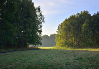 Forest park in early autumn