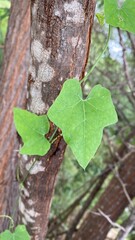 Heart-shaped Greenleaf on a tree