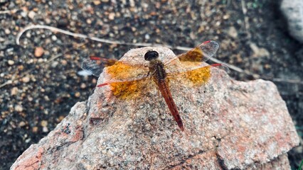close up of a dragonfly captured with iPhone 