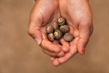 On an autumn day, a child picked up an acorn that had fallen and gathered his hands together
