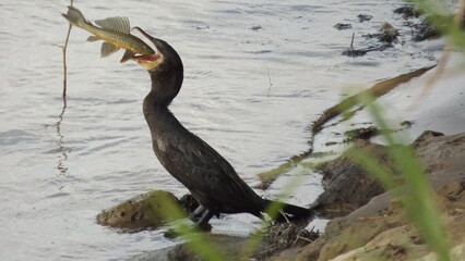 Ave del rio Arauca conocida como Codua 
