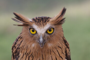 The adorable face of an owl