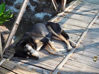 Black dog sleeping  