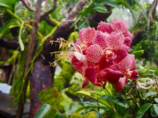 Beautiful red orchid in the garden.