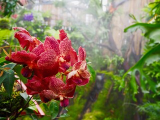 Beautiful red orchid in the garden     