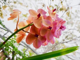 Beautiful pink orchid in the garden