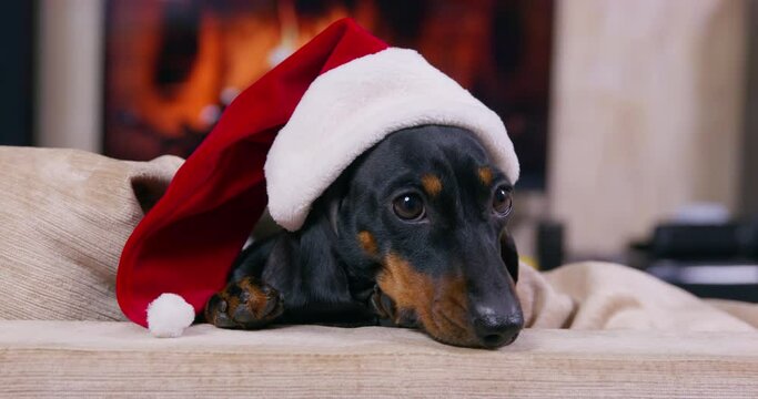 Black dachshund in festive Santa hat sits on sofa against fireplace and barks IN warm and cozy atmosphere close view