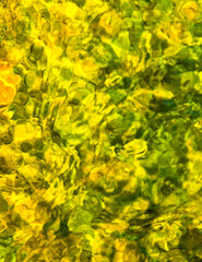 Yellow and green abstract backdrop It is a picture of moss under the surface of the water.