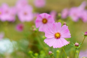 Fototapeta premium コスモス