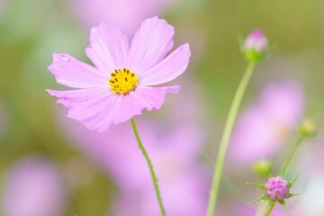 コスモス